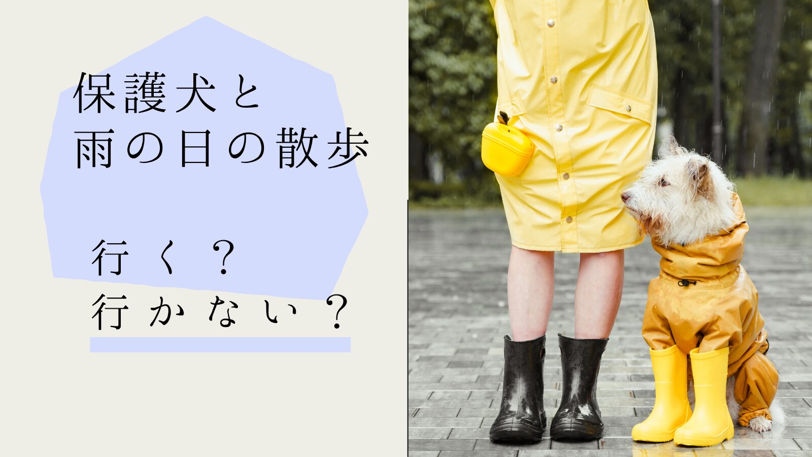 保護犬の雨の日散歩、行くべき？嫌がる理由と無理させないコツ