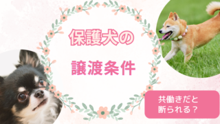 保護犬の譲渡条件｜共働きだと断られる？実際に確認されたこと