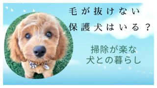 毛が抜けない犬はいる？保護犬でも出会える犬種と掃除が楽な暮らし方