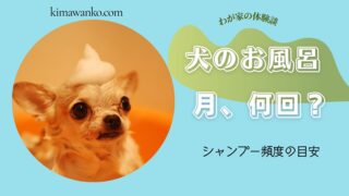 犬のシャンプー頻度は？お風呂は月何回？保護犬との実体験