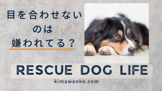 保護犬が目を合わせないのは嫌われている?「あ、ほんとだ」と気づいたこと