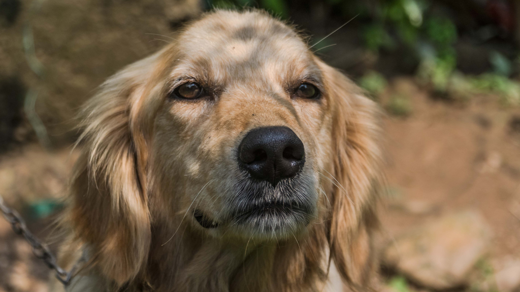 保護犬がこちらを見つめている様子