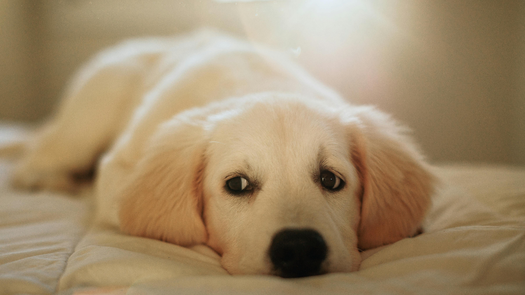 寝そべる犬